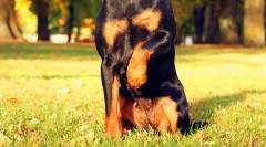 Jagdterère (foto): câine noruros pentru vânătoare